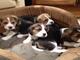 Regalo Cachorros Cachorros Beagle - Foto 1