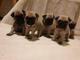 Regalo cachorros carlino pug