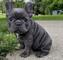 Regalo cachorros de bulldog frances para su adopcion libre,todos - Foto 1