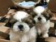 Regalo cachorros de shih tzu