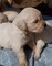 Regalo cachorros Golden Retriever - Foto 1