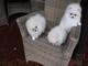 Regalo cachorros lulu pomeranian mini toy ( +34632876898 )