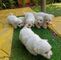 Regalo cachorros maltese bichon en adopcion