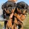 Regalo cachorros rottweiler inteligentes