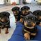 Regalo cachorros rottweiler inteligentes - Foto 1