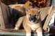 Regalo cachorros shiba inu - Foto 1