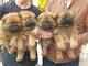 Regalo camada cachorros chow chow