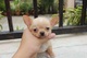 Regalo Chihuahua cachorros (+34632712223)] - Foto 1