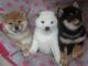 Regalo excelente cachorros shiba inu de 2 meses