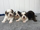 Regalo hermosos cachorros Shih Tzu - Foto 1