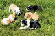 Regalo Impresionante Cachorros Bulldog Ingles - Foto 1