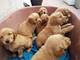 Regalo impresionante cachorros golden retriever