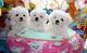 Regalo mini toy cachorros bichon maltes ( +34632876898 )