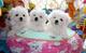 Regalo Mini Toy Cachorros Bichon Maltes ( +34632876898 ) - Foto 1