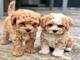 Regalo mini toy cachorros caniches ( +34632876898 )