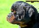 Rottweiler en canarias