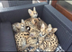Savannah kittens - Foto 1