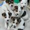 Se venden cachorros jack russell terrier!