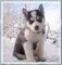 Venta de Cachorros Husky Siberiano: +34613469246 - Foto 1