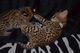We offer savannah kittens from f1 to f4