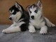 Wolfy husky siberiano cachorro +34613469246
