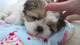 001regalo cachorros shih tzu ..