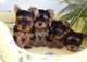 0cachorros yorkshire terrier mini toy,