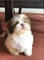 11regalo cachorros shih tzu