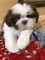 2regalo cachorros shih tzu