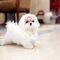 3Bichon Maltese mini raza - Foto 1