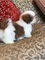 4Regalo Cachorros Shih tzu - Foto 1