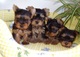 6cachorros yorkshire terrier mini toy,