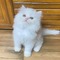 Adorable gatitos persa - Foto 1
