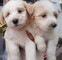 Adorables y excepcionales cachorros malteses - Foto 1