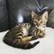 Bengal gatitos disponables para adopcion nm - Foto 1
