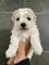 Bichon frise cachorros para vender