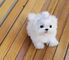 Bichon maltese mini raza