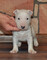 Bull Terrier - Foto 1