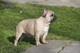 Bulldog Francés, nacido el 07.06. 2 machos - Foto 2