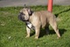 Bulldog Francés, nacido el 07.06. 2 machos - Foto 3