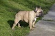 Bulldog Francés, nacido el 07.06. 2 machos - Foto 4