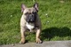 Bulldog Francés, nacido el 07.06. 2 machos - Foto 6