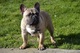 Bulldog Francés, nacido el 07.06. 2 machos - Foto 7