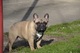 Bulldog Francés, nacido el 07.06. 2 machos - Foto 8