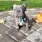 Bulldog frances raza x