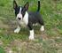 Bullterrier cachorros , macho y hembra disponables ahoraa. ,/