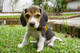 Cachorro beagle macho y hembra de 3 meses para adopcion