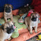 Cachorro bullmastiff machos y hembras - Foto 1