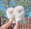 Cachorro Pomerania para Adopción Número de WhatsApp +34631013227 - Foto 1