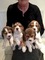 Cachorros Beagle Espanol - Foto 1